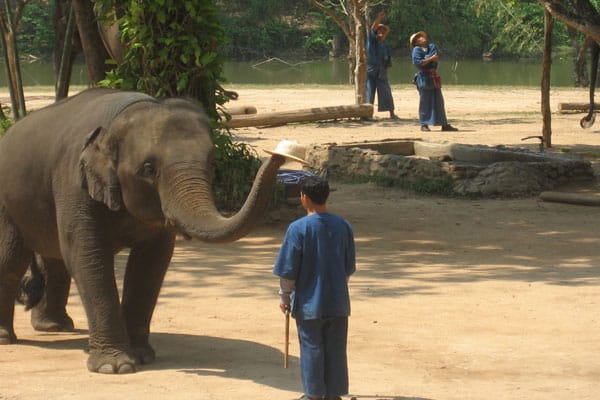 ศูนย์อนุรักษ์ช้างไทย