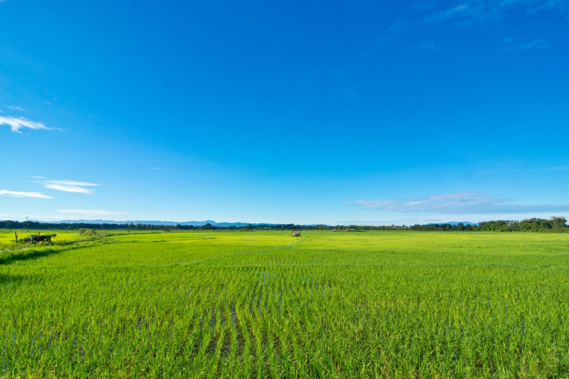 Sustainability สิ่งแวดล้อม