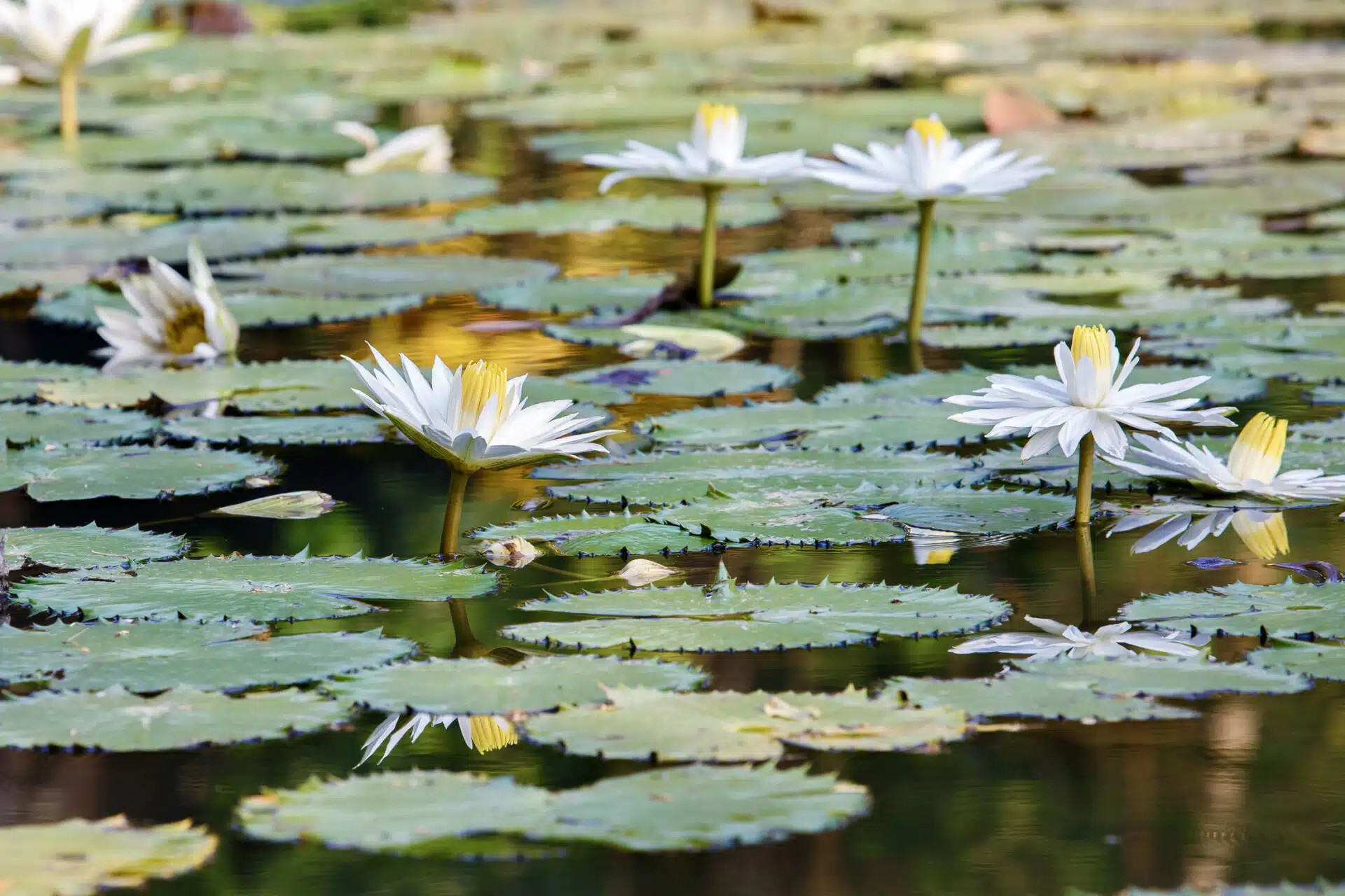 Homepage Lampang Lanna Riverside Resort