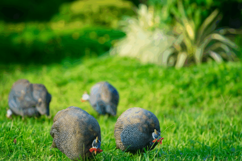 ไก่ต๊อก ลำปาง | ตำนานไก่ป่าพื้นบ้านล้านนาและเสน่ห์แห่งลำปาง ริเวอร์ ลอดจ์ ไก่ต๊อก ลำปาง | ตำนานไก่ป่าพื้นบ้านล้านนาและเสน่ห์แห่งลำปาง ริเวอร์ ลอดจ์