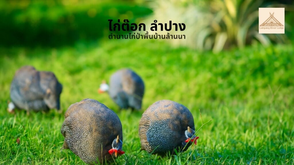 ไก่ต๊อก ลำปาง | ตำนานไก่ป่าพื้นบ้านล้านนาและเสน่ห์แห่งลำปาง ริเวอร์ ลอดจ์ ไก่ต๊อก ลำปาง