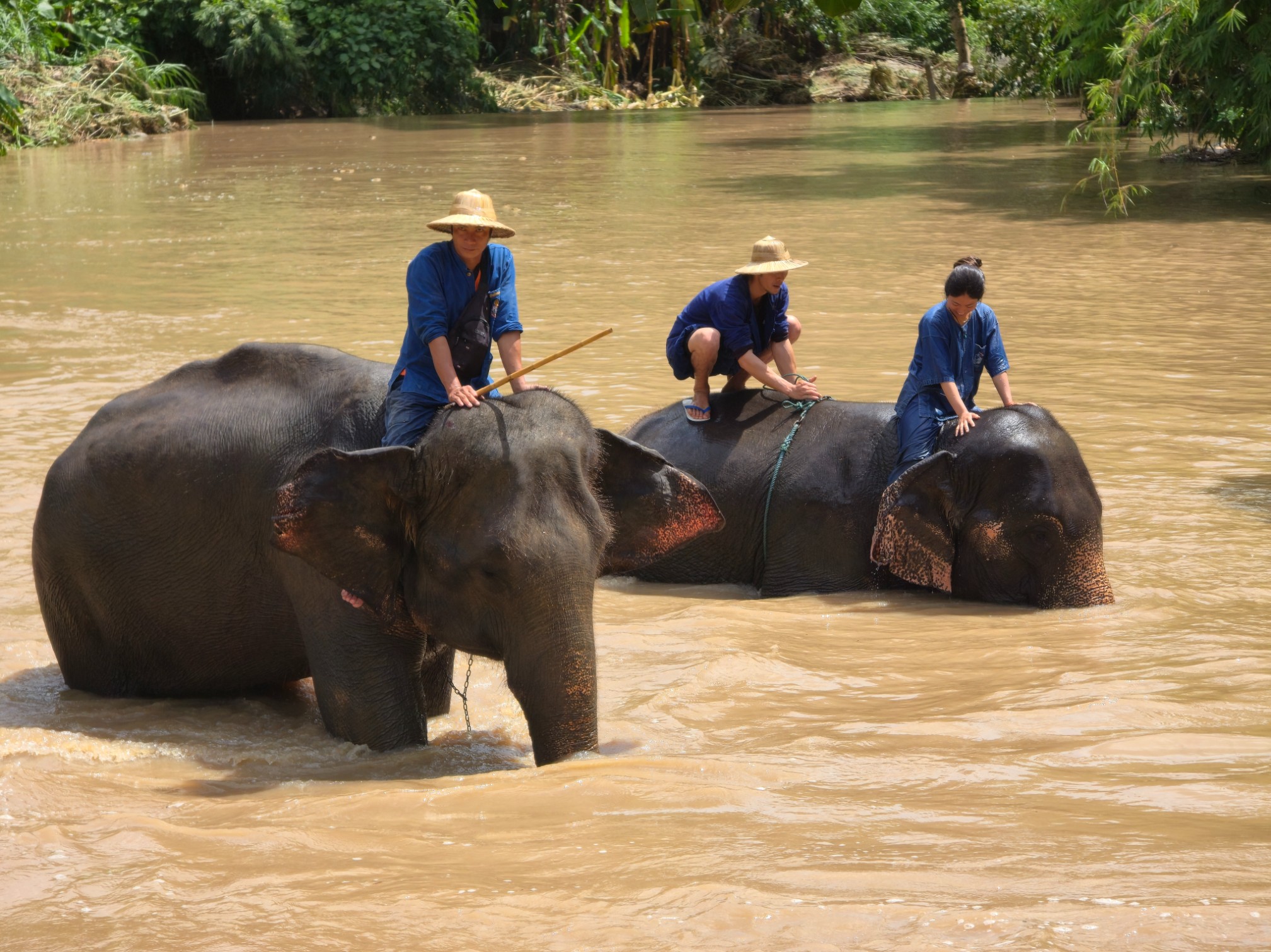 ศูนย์อนุรักษ์ช้างไทย จ.ลำปาง (Thai Elephant Conservation Center)